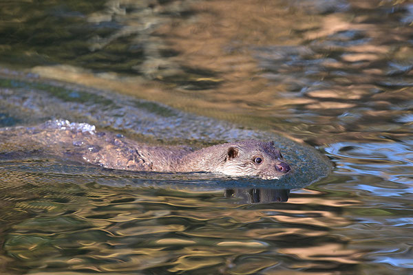 Fischotter