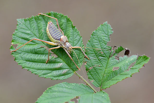Sattelschrecke Männchen