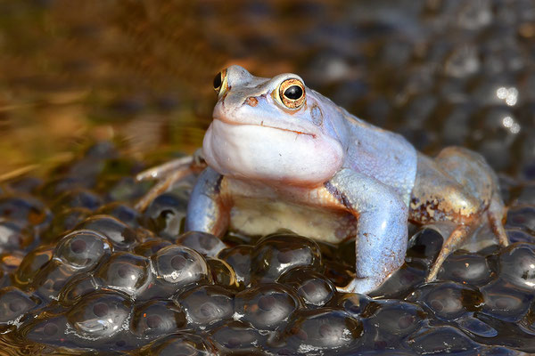 Moorfrosch