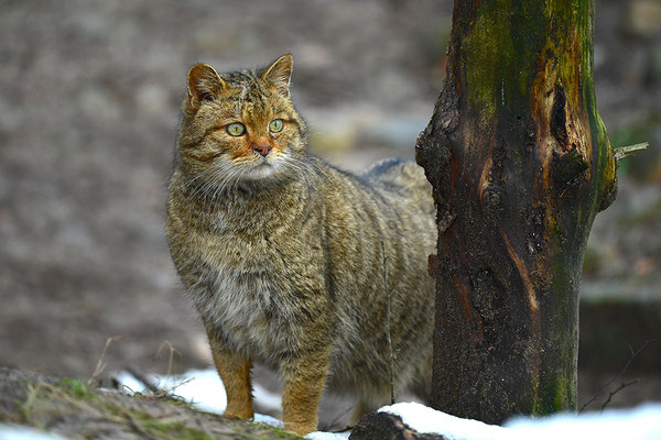 Wildkatze