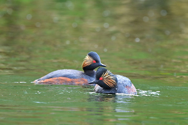 Schwarzhalstaucher