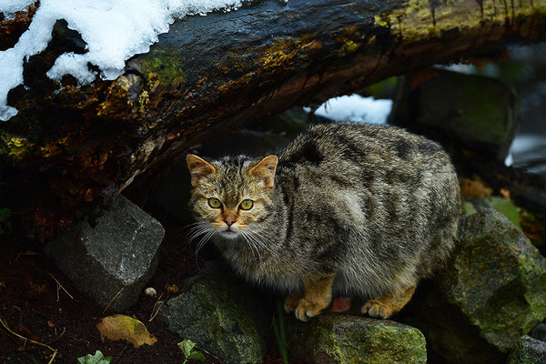 Wildkatze