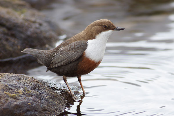 Wasseramsel
