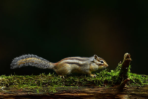 Sibirisches Streifenhörnchen