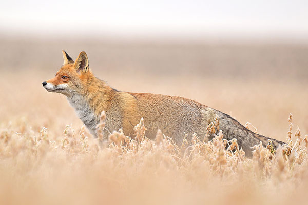 Fuchs