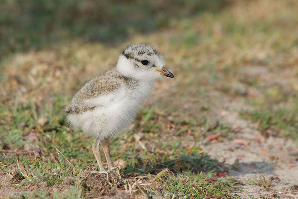 Sandregenpfeifer Jungvogel