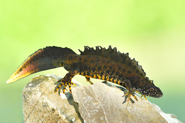 Kammmolch Männchen