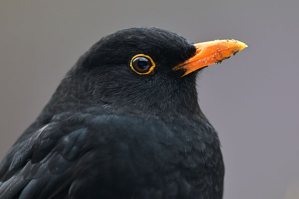 Amsel Kopfportrait