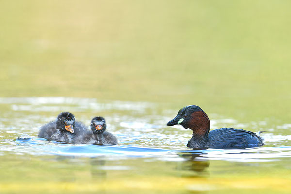 Zwergtaucher mit Jungen