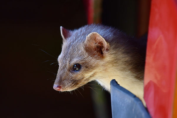 Steinmarder im Otterpark Hankensbüttel