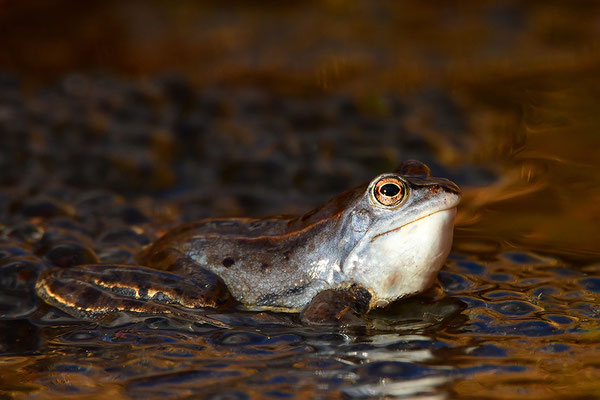 Moorfrosch