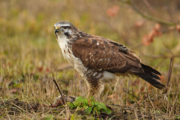 Mäusebussard
