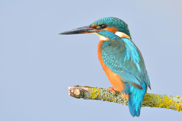 Eisvogel