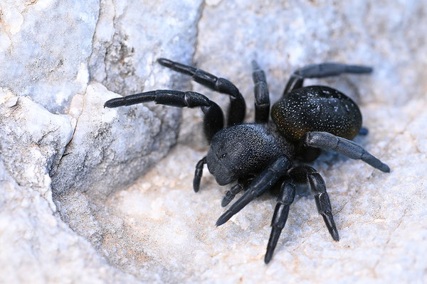Griechische Röhrenspinne, Weibchen