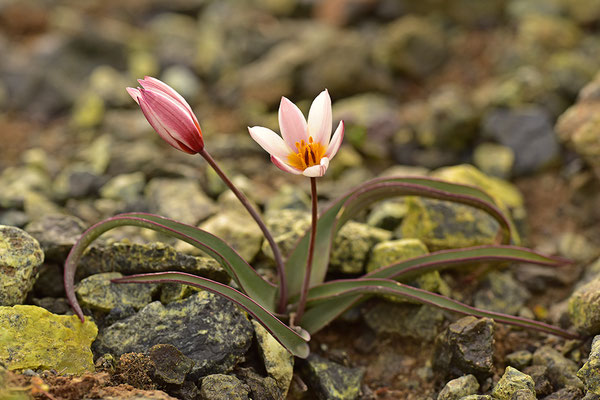 Kretische Tulpe