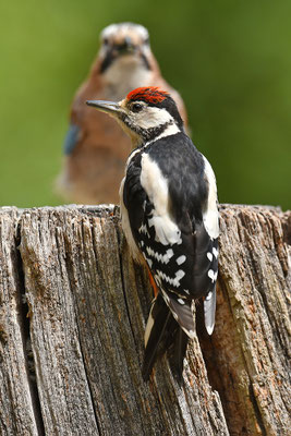Buntspecht Jungvogel