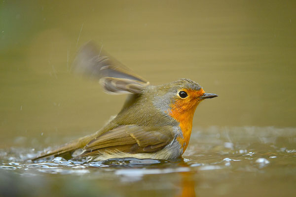 Rotkehlchen beim Baden
