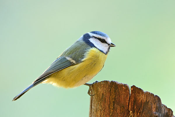 Blaumeise