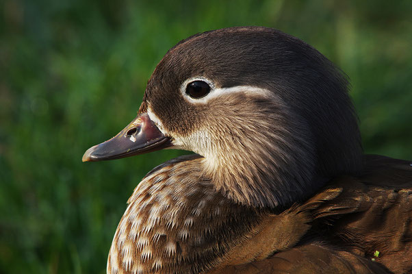 Mandarinente Weibchen