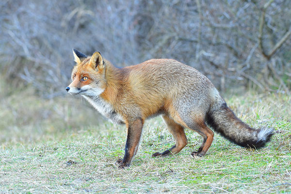 Fuchs
