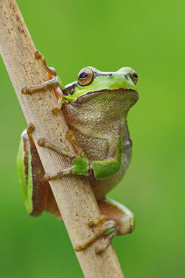 Laubfrosch Weibchen