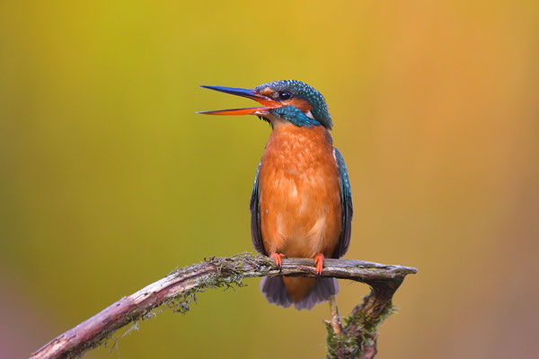 Eisvogel Weibchen