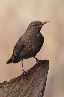 Amsel Weibchen