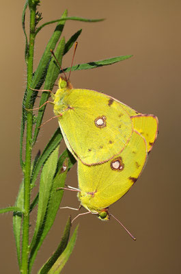 Goldene Acht Paarung