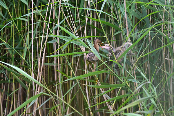 Zwergdommel Weibchen mit Jungvögeln