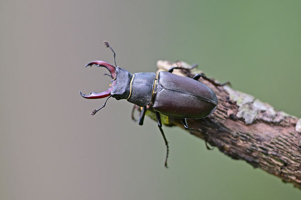 Hirschkäfer