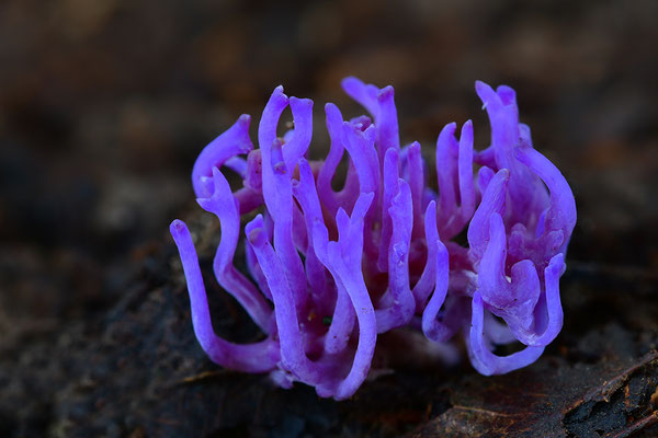 Violette Wiesenkoralle
