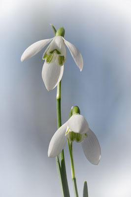 Schneeglöckchen