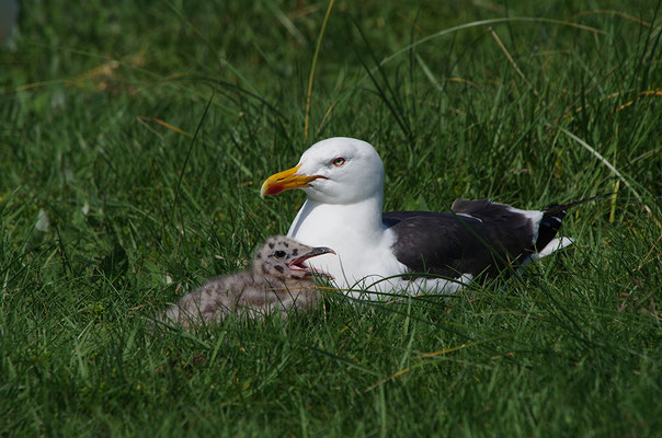 Heringsmöwe mit Jungvogel