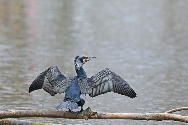 Kormoran