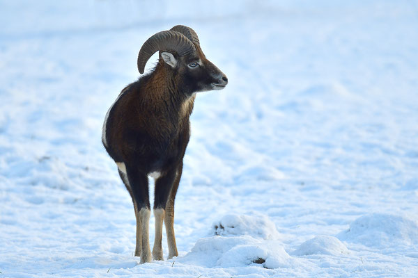 Mufflon