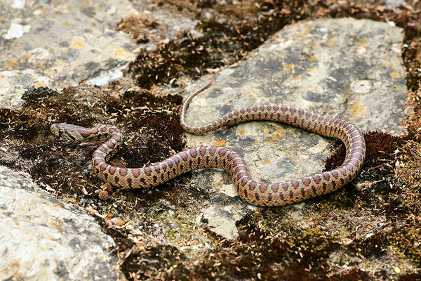 Leopardnatter