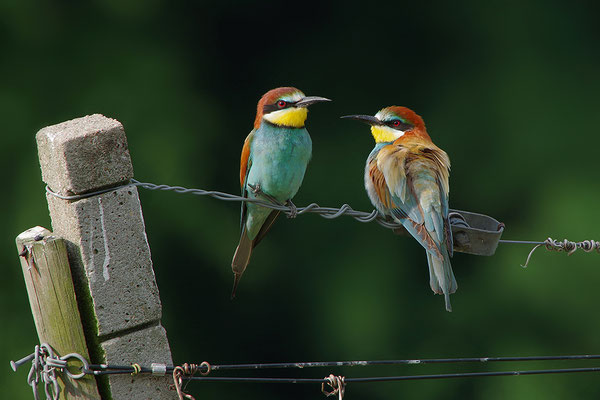 Bienenfresser Paar
