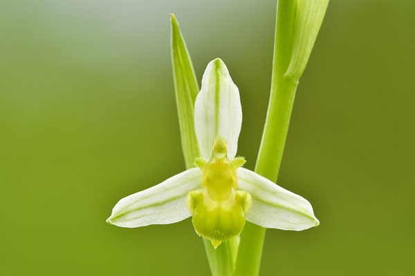 Gelbe Bienenragwurz flavescens