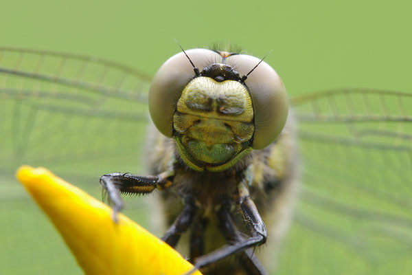 Großer Blaupfeil Kopfportrait