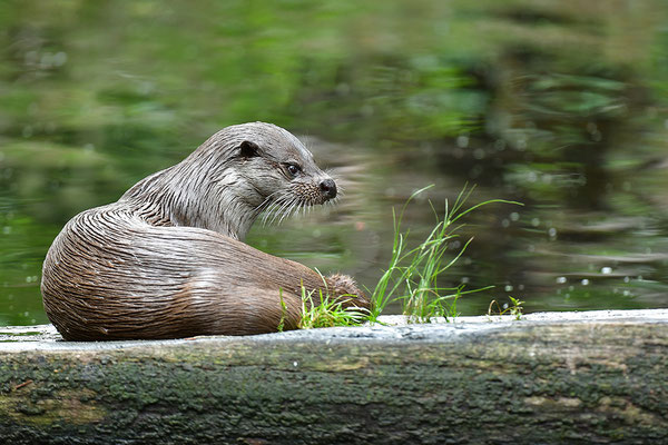 Fischotter im Otterpark Hankensbüttel