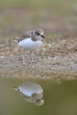 Flussregenpfeifer Jungvogel