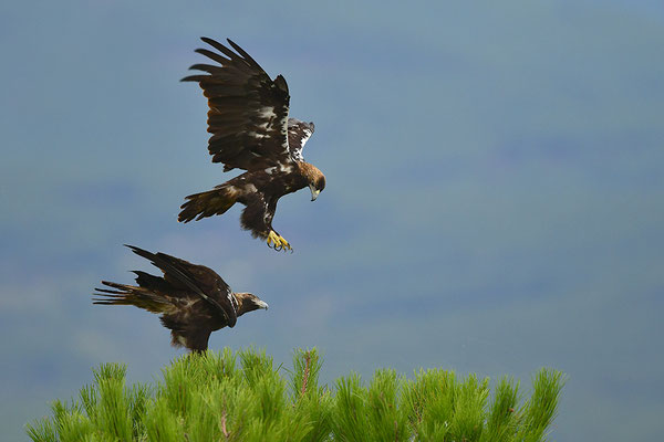 Kaiseradler