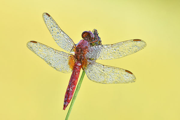 Feuerlibelle Männchen