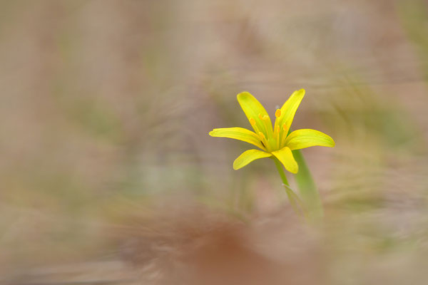 Waldgoldstern
