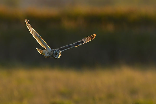 Sumpfohreule im Flug