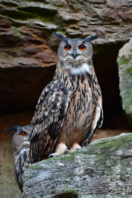 Uhu Balz, Nationalpark Bayrischer Wald Tierfreigelände Neuschönau