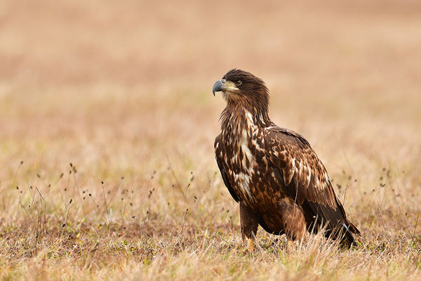Seeadler
