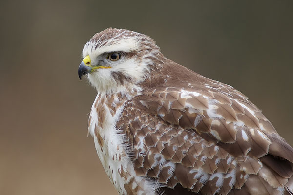 Mäusebussard
