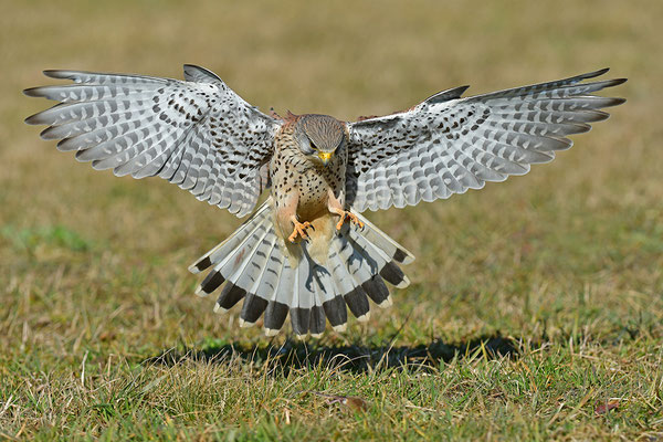 Turmfalke im Anflug
