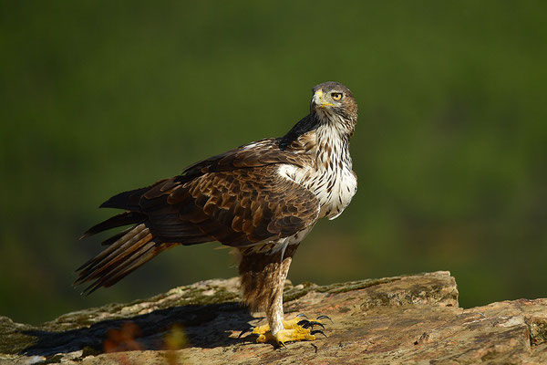 Habichtsadler
